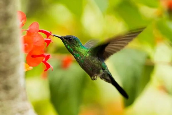 What’s the Right Ratio for Hummingbird Nectar? (And Why) 6 Ratio for Hummingbird Nectar